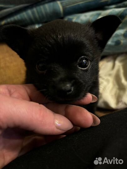 Щенки шпица (помесь)