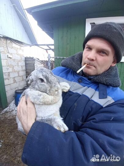 Кролики серый великан