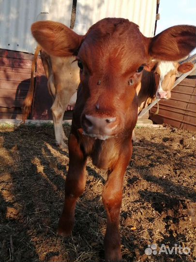 Корова дойная с теленком