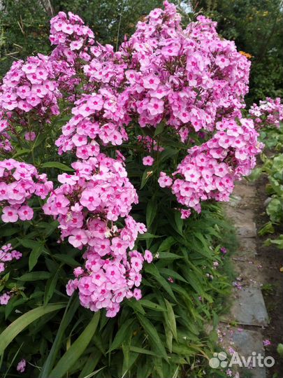 Тыква,флоксы, роза