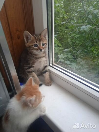 Чудесные котята в добрые руки