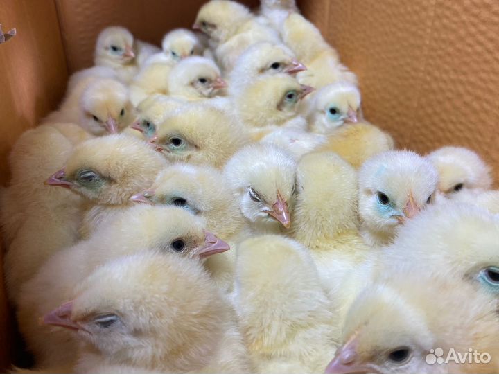 Цыплята бройлеры кобб 500/росс308