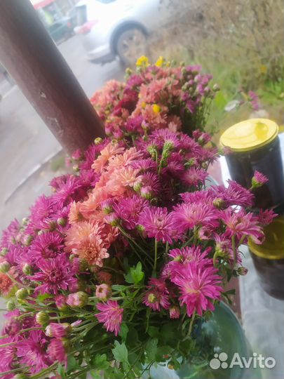 Хризантемы многолетние