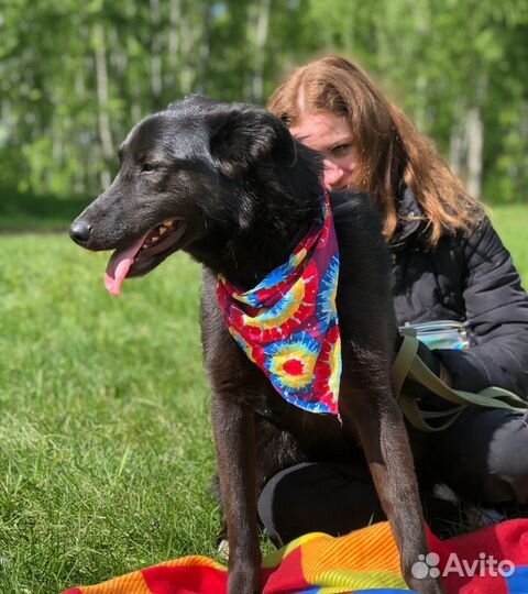 Собака Берта живет в приюте