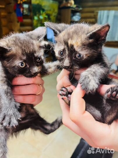 Отдаю котиков в добрые руки