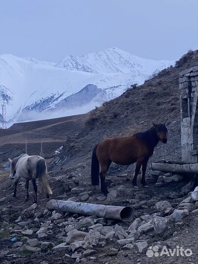Продаются лошади