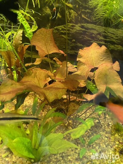 Аквариумные растения