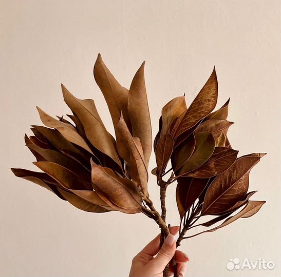 Цветы сухоцветы