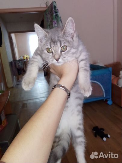 Котенок шатланка