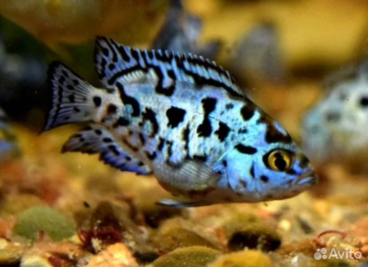 Аквариумные рыбки