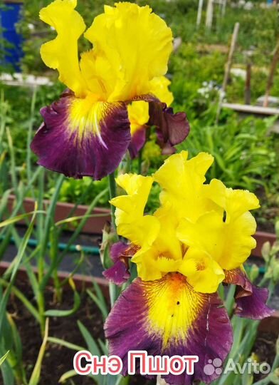 Ирис Сортовой