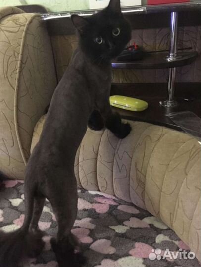 Стрижка (груминг) собак /кошек