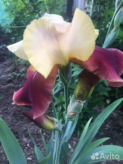 Ирис сортовой