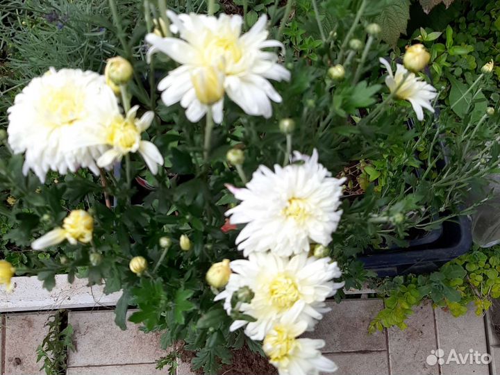 Хризантемы