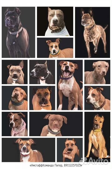 Открытки с питостаффами в пользу бездомных собак
