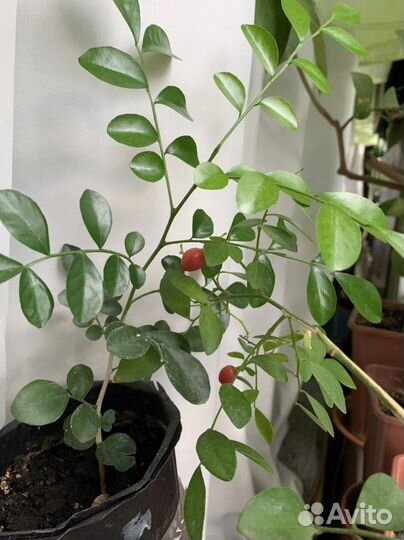 Муррайя метельчатая