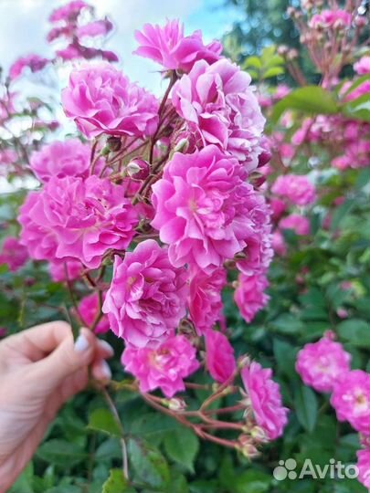 Саженцы роз плетистая