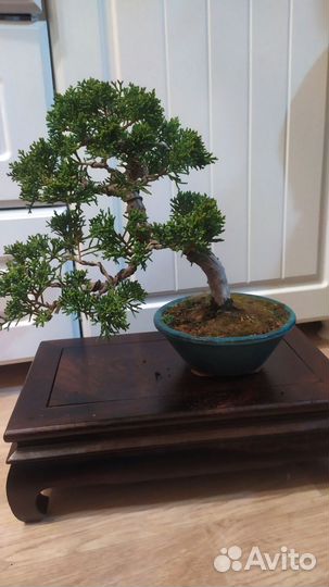 Бонсай можжевельник