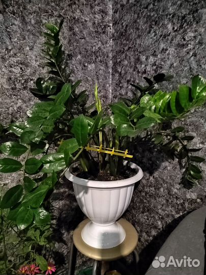 Взрослый цветок