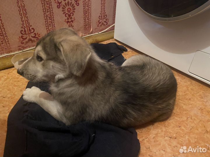 Собака в добрые руки щенок