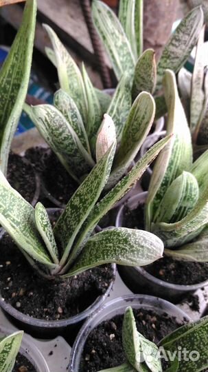 Гастерия вариегатная; Хавортии