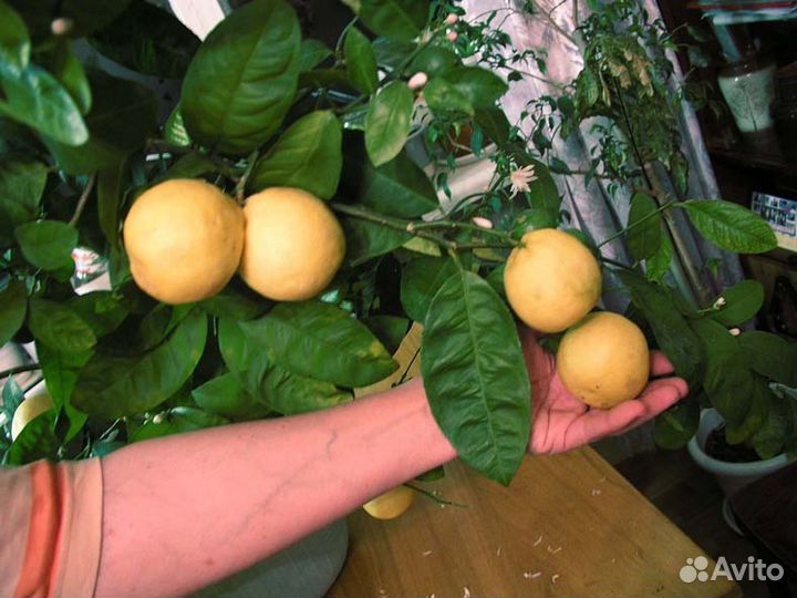 Продам комнатный чудо-лимон