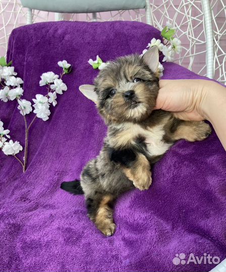 Йорк чёрный мраморный мальчик