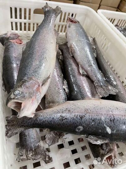 Форель