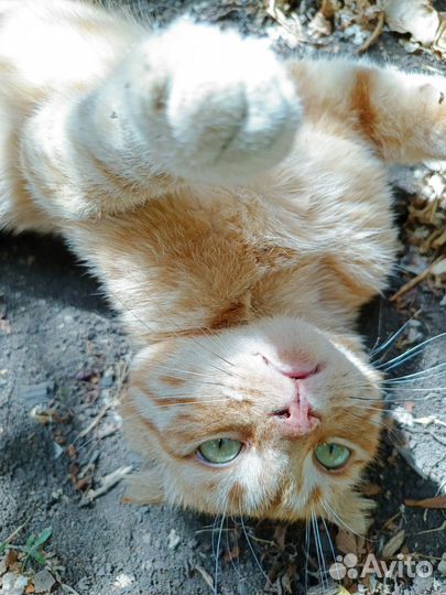 Рыжий кот