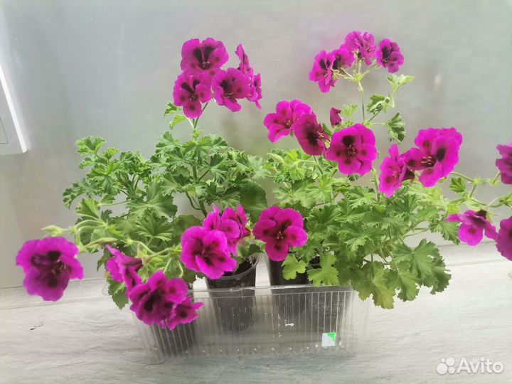 Королевская пеларгония