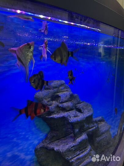 Аквариум с рыбками
