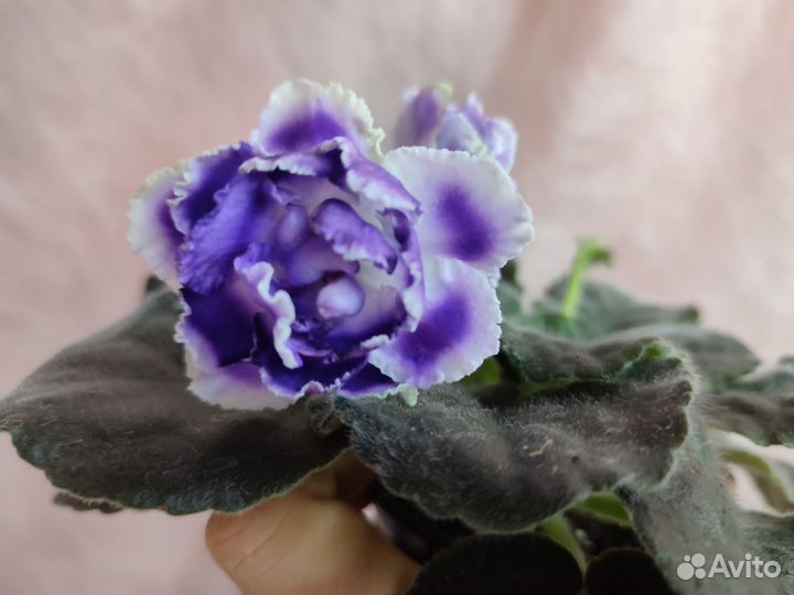 Фиалки цветущие в горшке