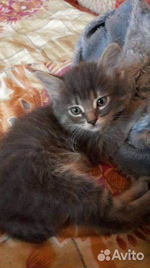 Кошка