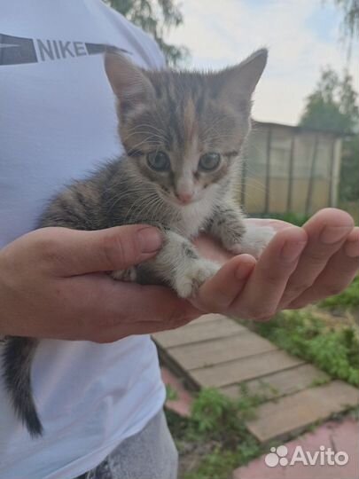 Котёнок (девочка )