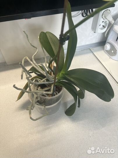 Орхидея фаленопсис