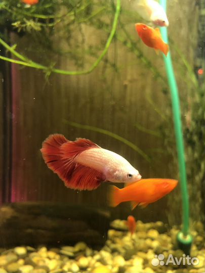 Аквариумные рыбки, креветки, оборудование