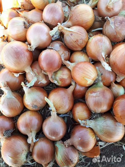 Лук репчатый
