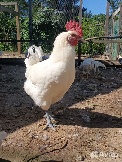 Петухи и куры