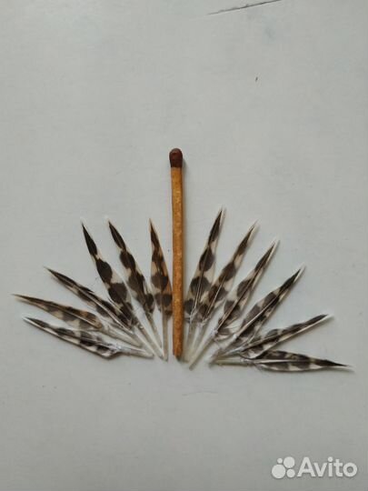 Живописное перо вальдшнепа