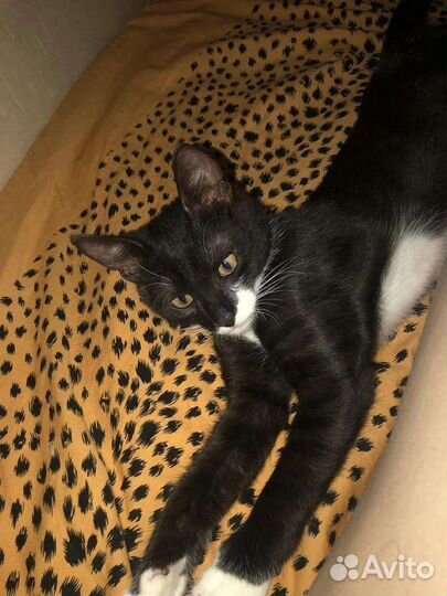 Котенок Маркиз в дар