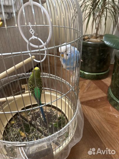 Попугай говрящие 10000