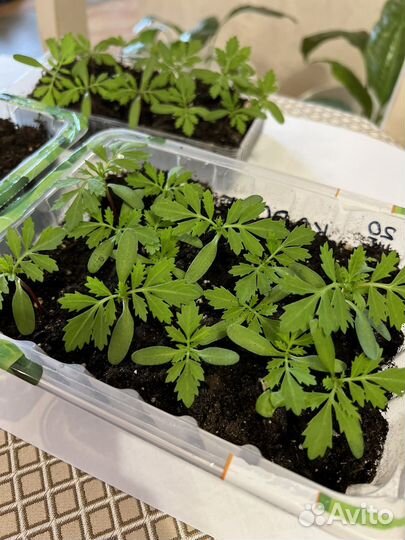 Рассада бархатцы