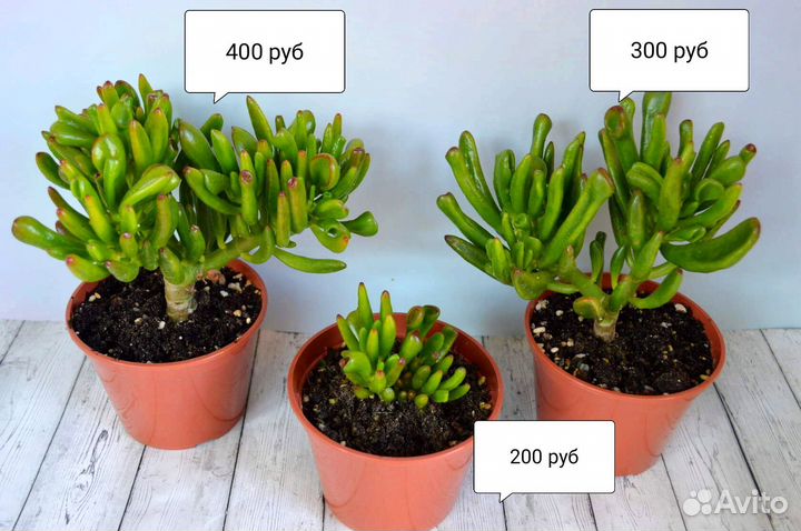 Крассула, толстянка, денежное дерево