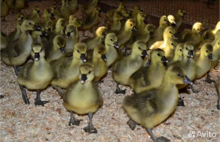 Продажа гусят