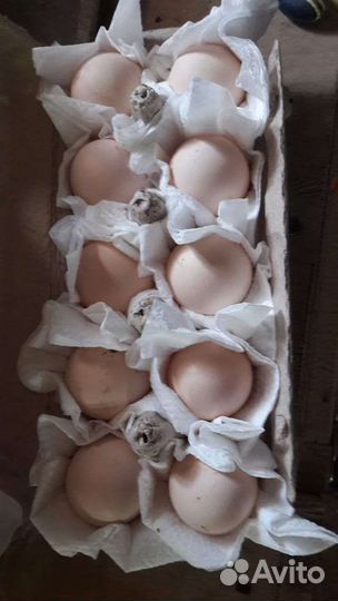 Цыплята от кур о шамо