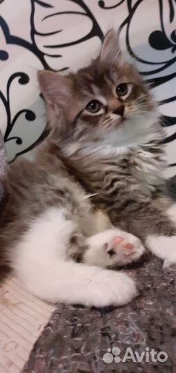 Курильский бобтейл