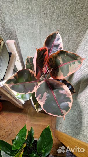 Фикус каучуконосный белиз