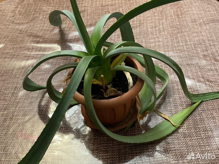 Комнатное растения Алоэ