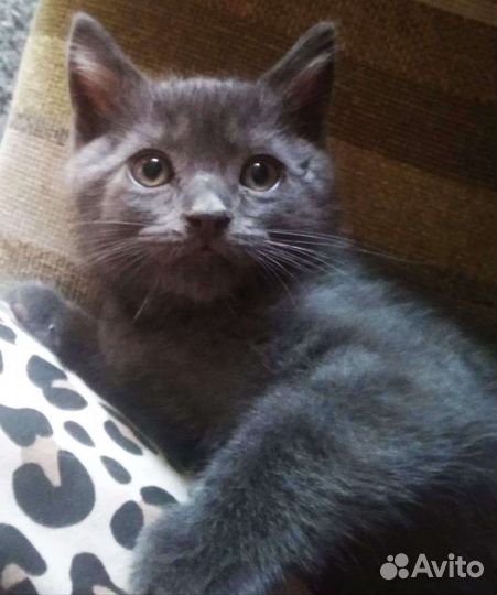 Отдам бесплатно