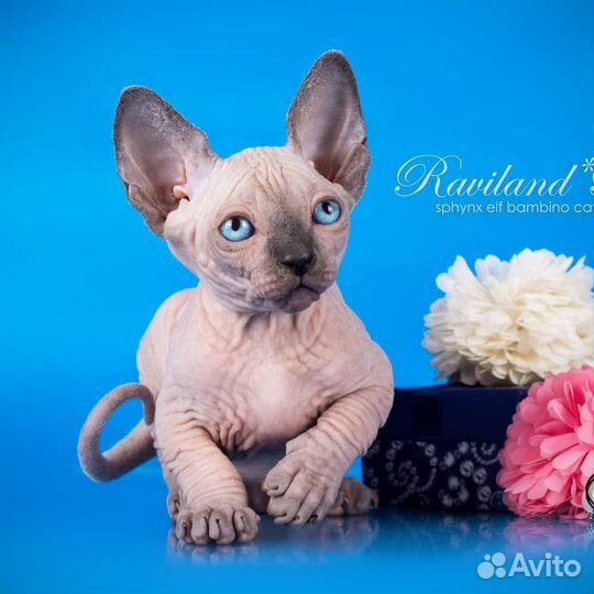 Шикарный мальчик канадский сфинкс